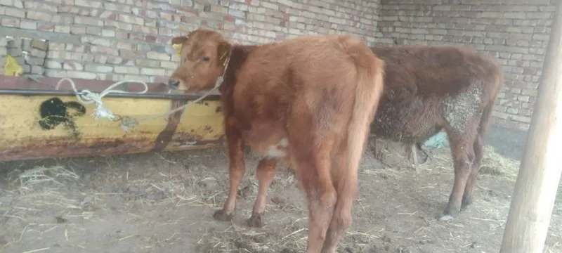 Sifatli yosh Buqachala sotiladi puli har xil molga qarap kelishamiz ad