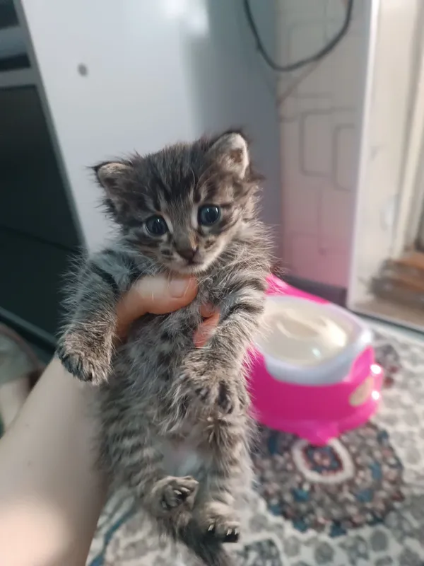 Мушукча, котёнок — фото 1