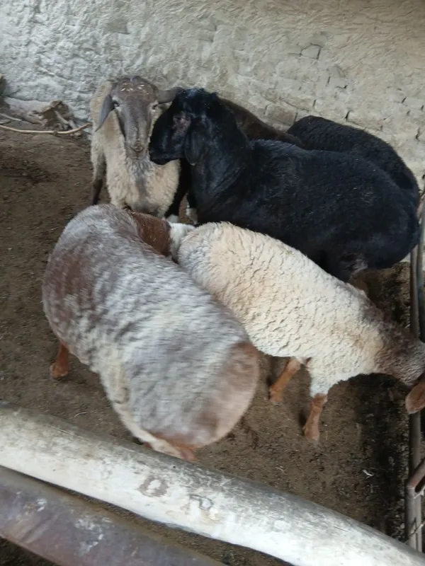 Qo'chqorlar sotiladi. Suyib ham beriladi. Navoiy — фото 3