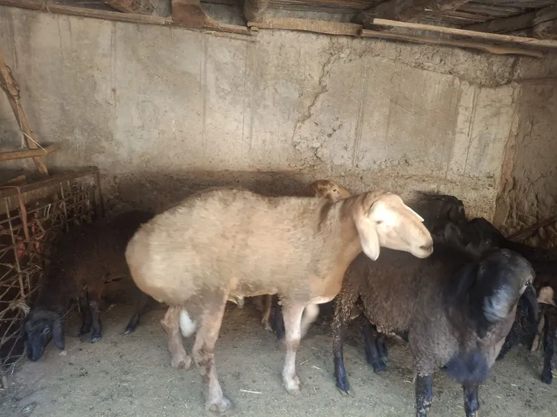 Zotdor Arashan va Hisori qochqorlar sotiladi 2dona yirik quchqorlar 3