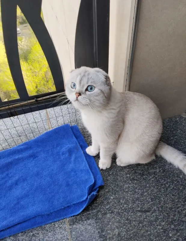 котята фолд(вислоухие) 2 котята фолд(вислоухие) 2