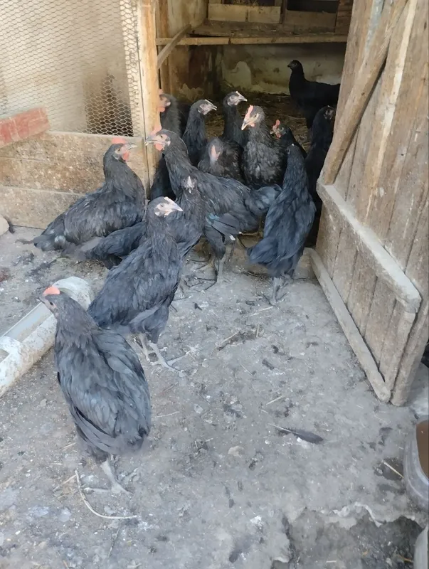 Продам молодых курочек! 1 Продам молодых курочек! 1