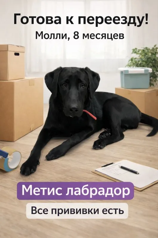 Продаётся собака метис лабрадора