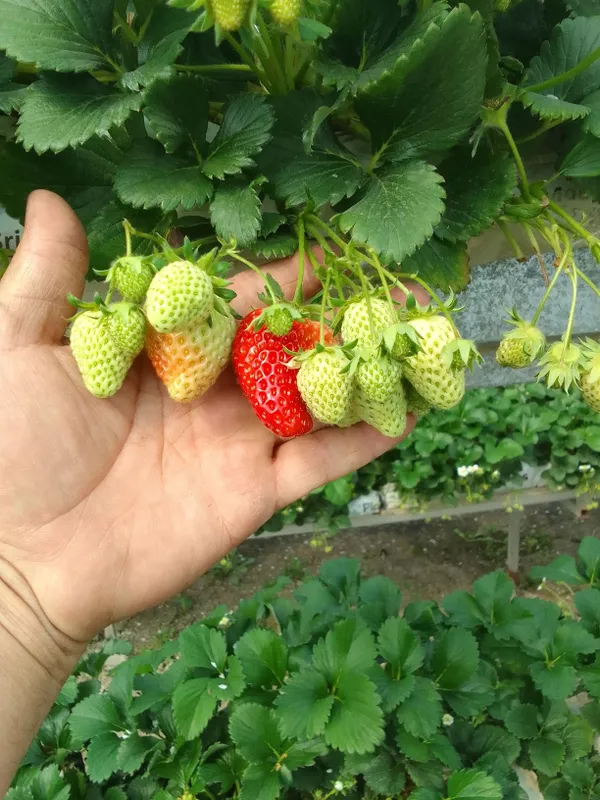 Клупной кучатларига заказ оламиз 4 Клупной кучатларига заказ оламиз 4