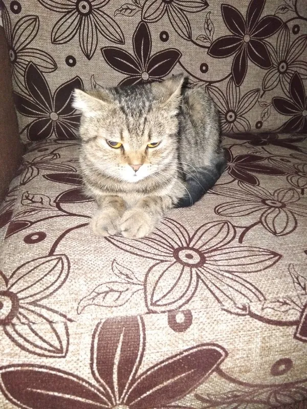 Отдаём породестую кошку в добрые руки 1 Отдаём породестую кошку в добрые руки 1