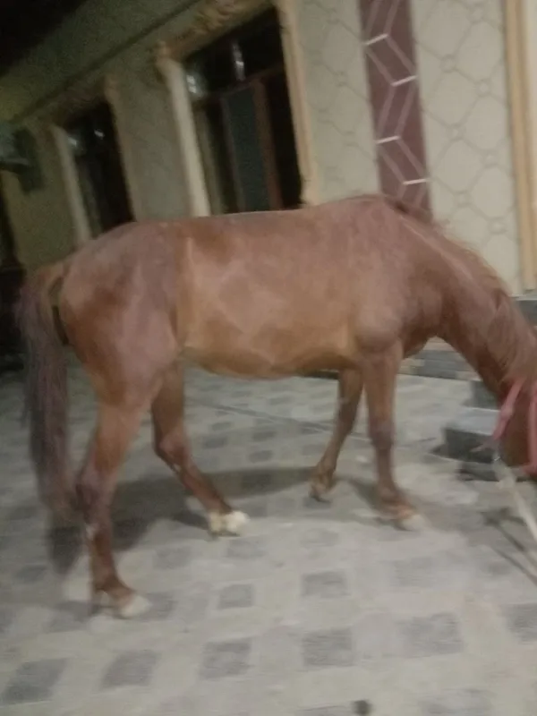 Продается лошадь Мода 2