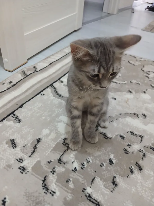 Домашний котёнок, 3 месяца, 2 мальчика 1