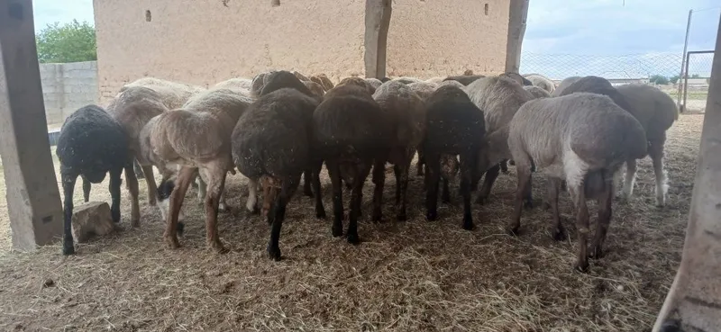Qurbonlikka quchqorlar sotiladi yemlab boqilgan