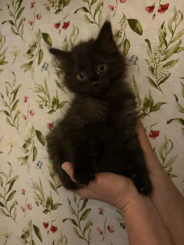 Продаются котята — фото 3