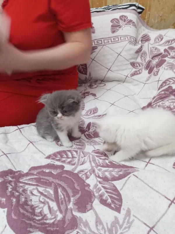 Продаются котята 2 Продаются котята 2