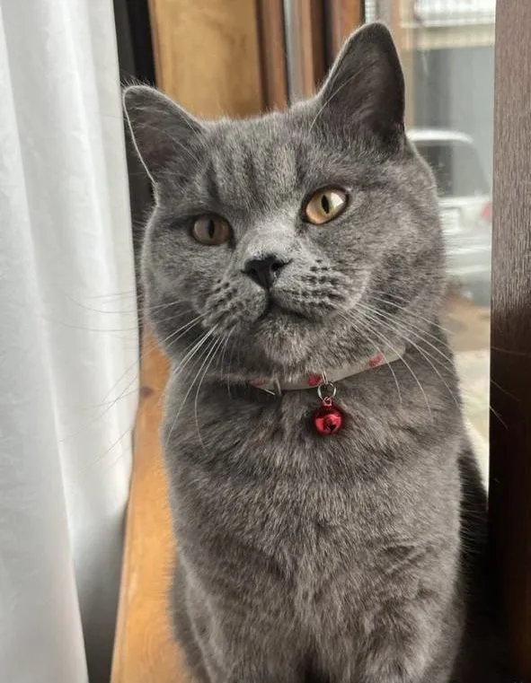 Кот породы Scottish Straight на вязку — фото 1