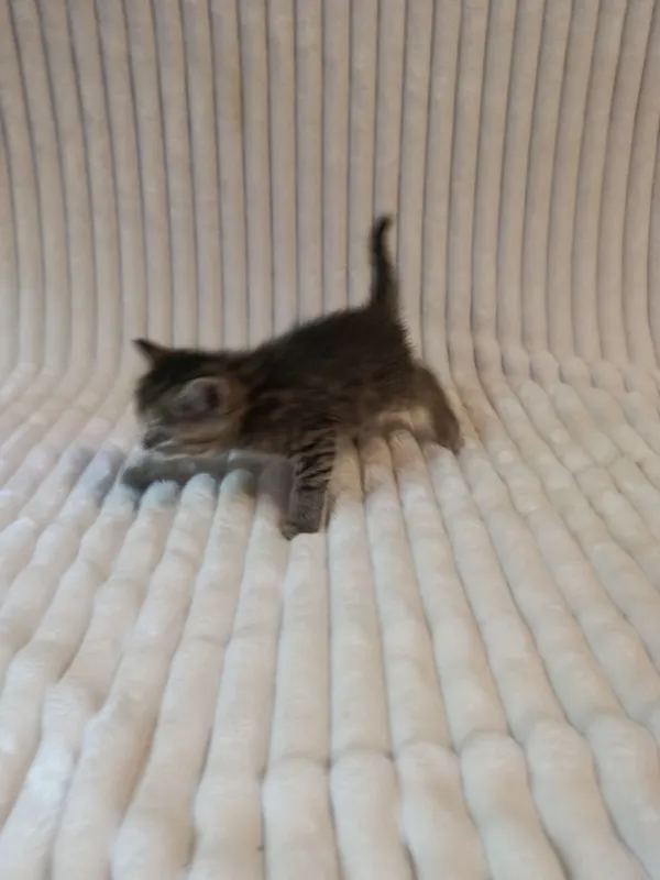 Продается котенок шотландский, страйт.Девочка. — фото 2