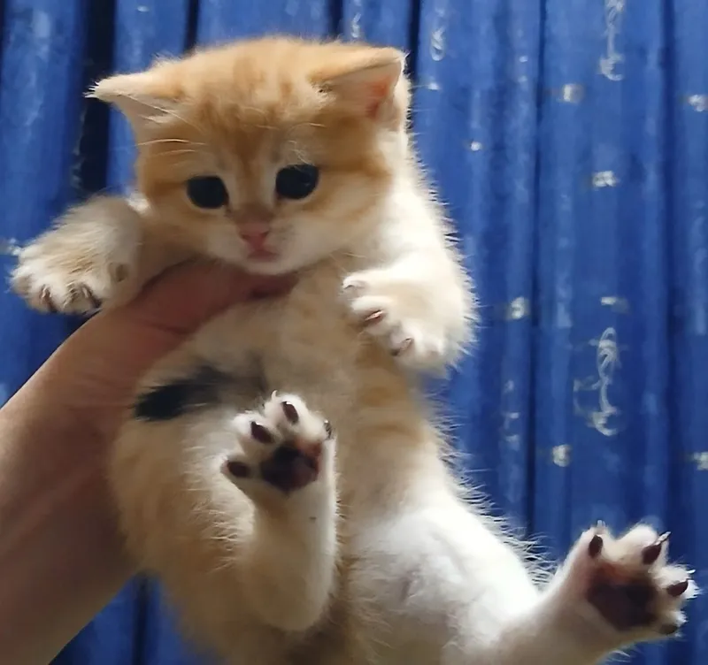 Фолды и британцы котята — фото 5