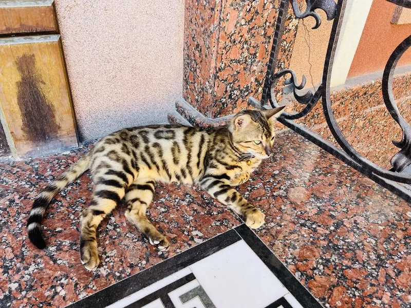 Продаётся бенгальская кошечка
