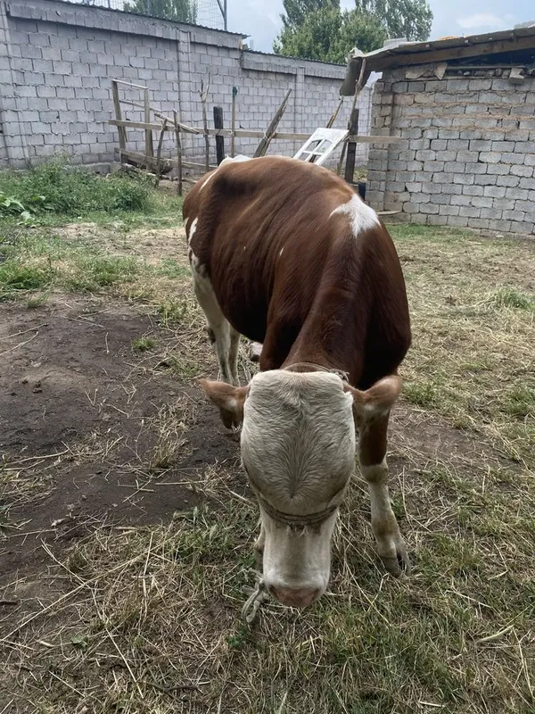 Buqa sotiladi tozza simmental