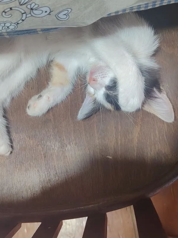 Отдаю котят в добрые руки 2 Отдаю котят в добрые руки 2