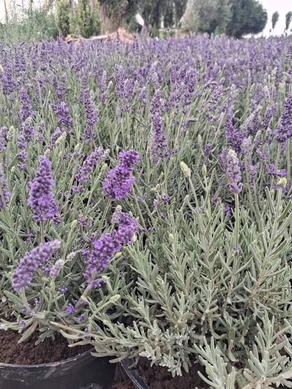 Lavanda guli bor 4