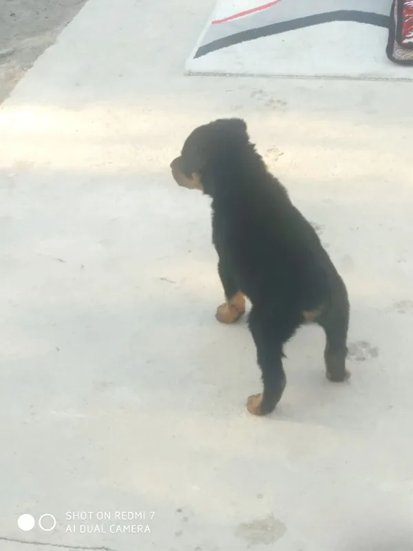 Zotdor rotveyler kuchukchasi 3 Zotdor rotveyler kuchukchasi 3