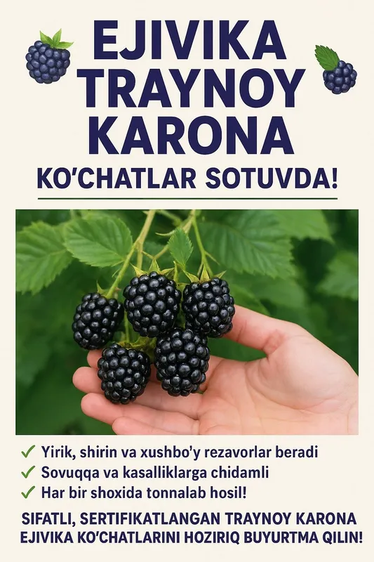 Ejivikani Americanskiy sorti shirin tashishga chidamli xosildorligi N1