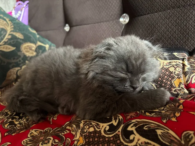 Британские скотш фолд — фото 2