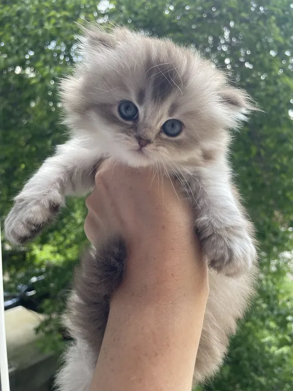 Продаются котенок породы скоттиш страйт — фото 3