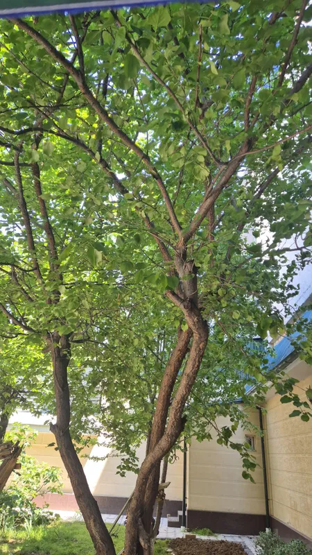 Продам алоэ и денежные деревья