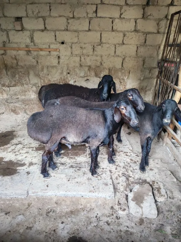 Assalomu alekum qo'chqorlar sotilad sog'lom boqilgan uyida — фото 5
