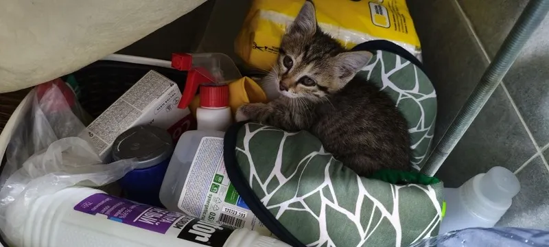 Котенок в добрые руки — фото 3