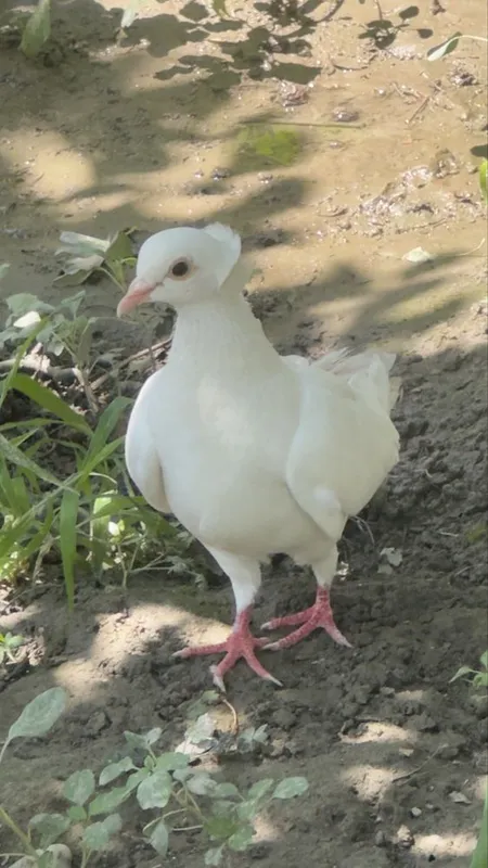 Продам красивых голубей 3