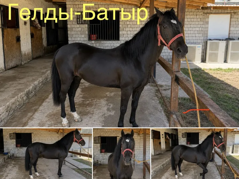 Ахалтекин отлари — фото 1