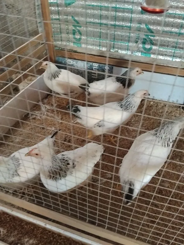 Sotiladi 5 oyli adlerla 4 Sotiladi 5 oyli adlerla 4