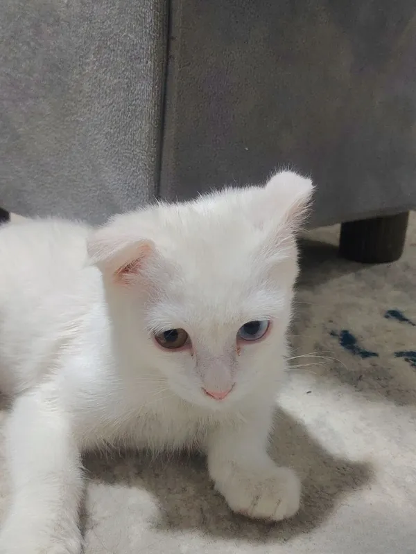 mushuk turk angorasi 5 mushuk turk angorasi 5