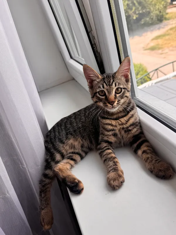 Ищу дом для котика Ищу дом для котика