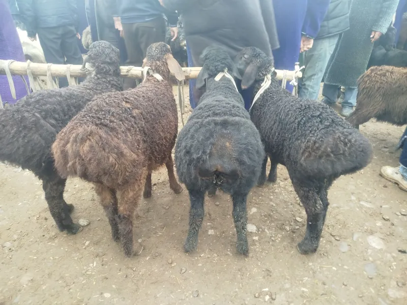 Quzilar sotiladi 2500mlndan 3mln500mingacha bor — фото 2
