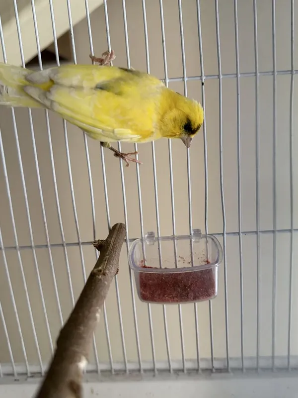 Kanareka sotiladi srochni 2 Kanareka sotiladi srochni 2