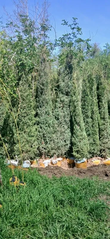 Ko'chatlarimiz bor Toshkent rohat posti oldida — фото 4