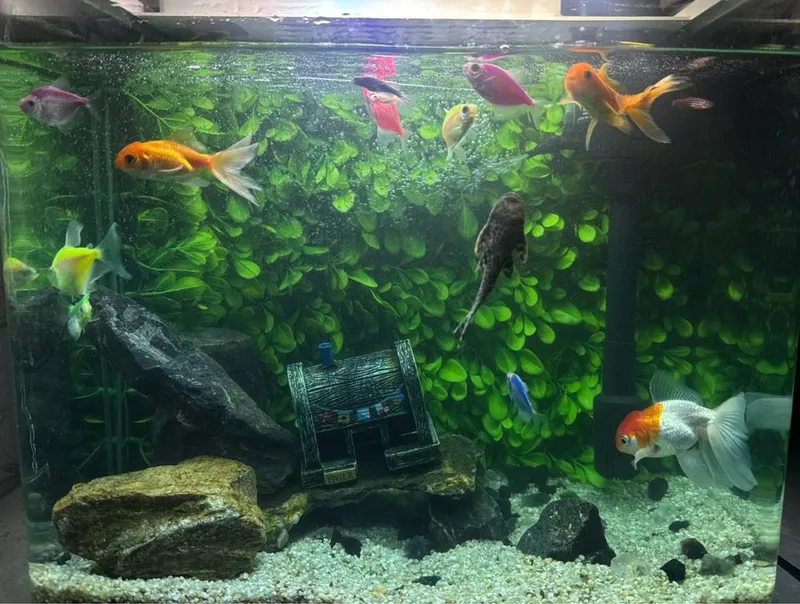 Baliqlar + Akvariumi bilan