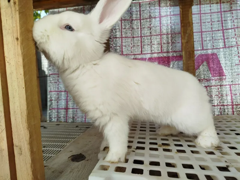 Venskiy Beliylar Qiyonlari Sotiladi. — фото 3
