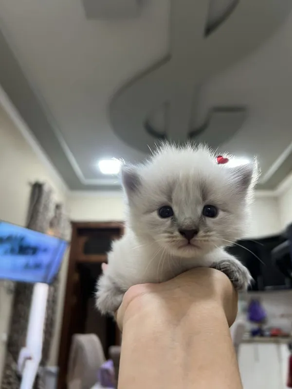 Невская Маскарадная кошка — фото 2