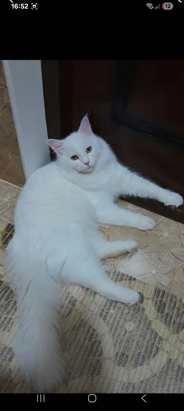 Yaxshi qo‘llarga beraman 1 Yaxshi qo‘llarga beraman 1