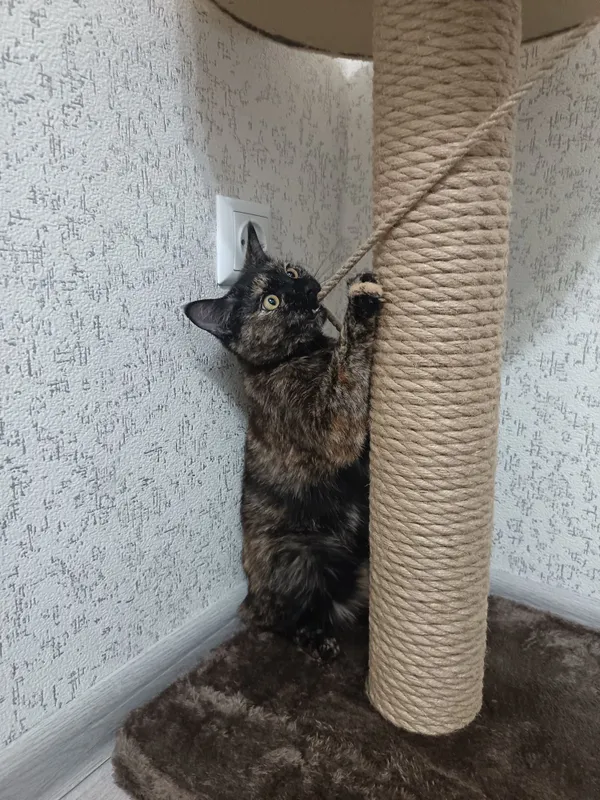 Пристратвается кошка в добрые руки 4 Пристратвается кошка в добрые руки 4