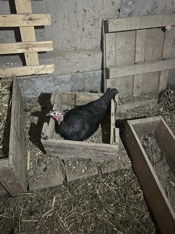 Kurka va quyonlar sotiladi 1 Kurka va quyonlar sotiladi 1