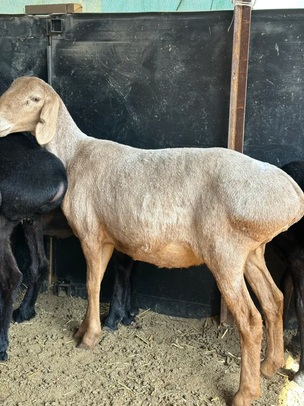 xisori qo'ylar sotiladi srochna 2