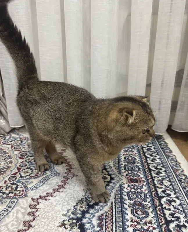 Scottish fold zolotaya shinshilla 2