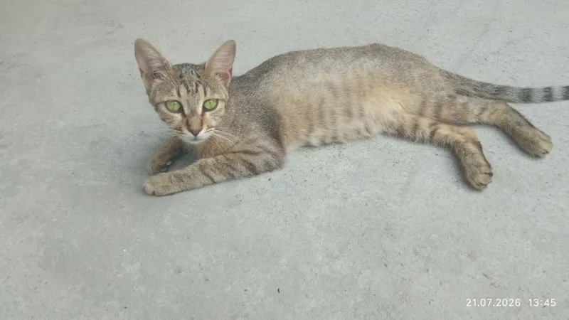 Latok organgan gap chunadi 4