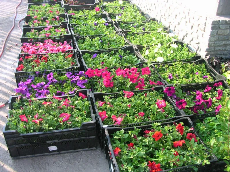 гул кўчатлари