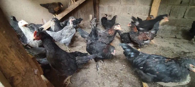 Jo'ja tuvuq xorozla sotiladi