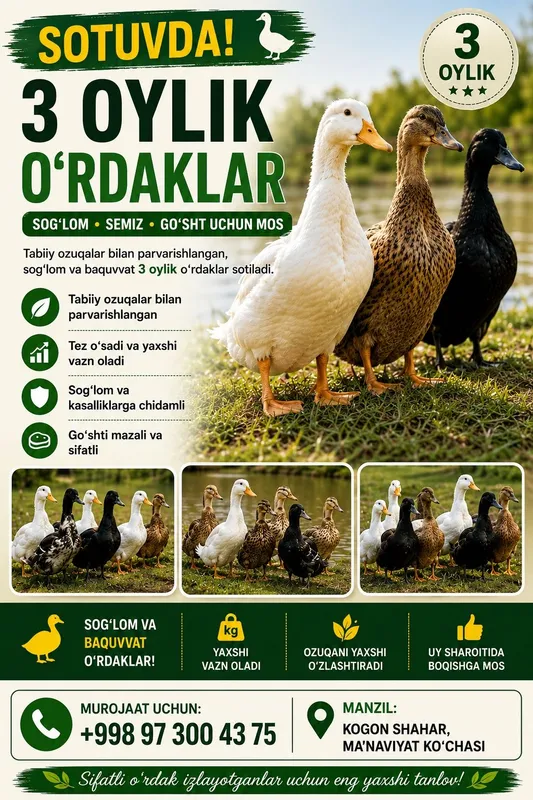 Oʻradaklar. Uy sharoitida boqilgan 3 oylik o‘rdaklar 1 Oʻradaklar. Uy sharoitida boqilgan 3 oylik o‘rdaklar 1