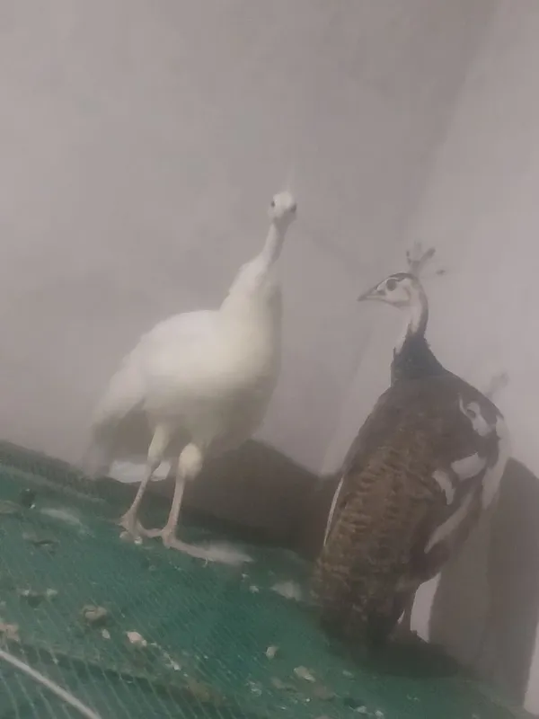 Oq va arlekin tovus 2 Oq va arlekin tovus 2