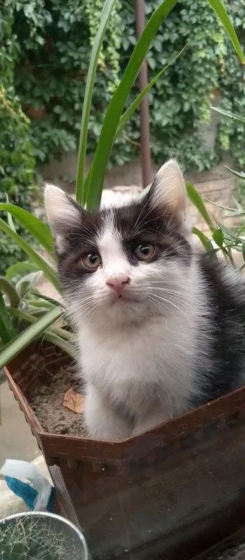 Мушук боласи, юввош, ёкимтой 1 Мушук боласи, юввош, ёкимтой 1